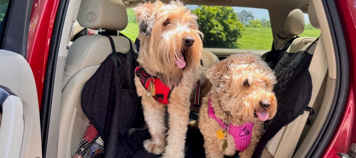 Two dogs, a Wheaten Terrier and a whoodle, sitting in the back seat of an SUV going to Mexico. Cheap Mexican car insurance
