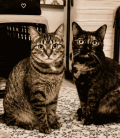 Pet cats ready for road international road trip. Best Mexico Auto Insurance. New SENASICA rules.