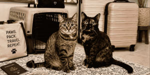 Pet cats ready for road international road trip. Best Mexico Auto Insurance. New SENASICA rules.