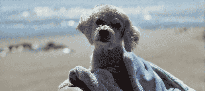 Maltipoo dog at a Mexican beach on vacation. New SENASICA Rules. Best Mexico auto insurance.