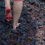 Guía para recorrer la ruta del vino en Querétaro