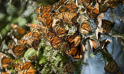 monarch butterflies on a tree