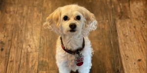 Maltipoo dog. Cheap Mexican auto insurance